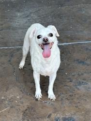 Reunited Female Dog last seen Sheep Ranch Ct, Las Vegas, NV 89143, USA, Las Vegas, NV 89143