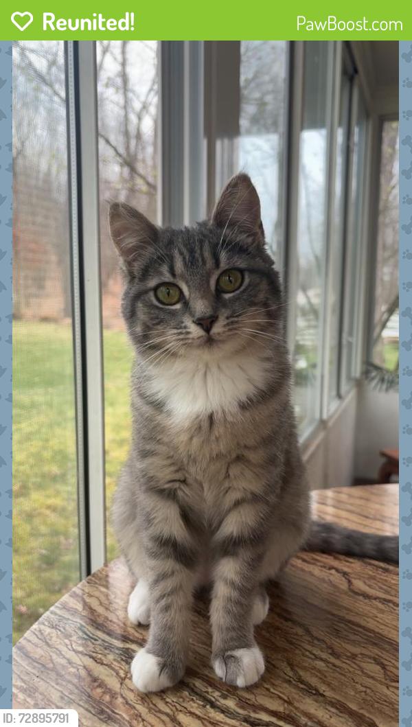 Reunited Female Cat last seen Timberwood drive, fox run road, Rowan road , Cranberry Township, PA 16066
