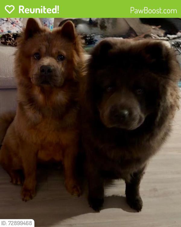Reunited Male Dog last seen Qt, Converse, TX 78109