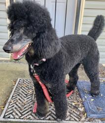 Reunited Female Dog last seen Booker Street and 24th Avenue North, Nashville, Tennessee, Nashville, TN 37209
