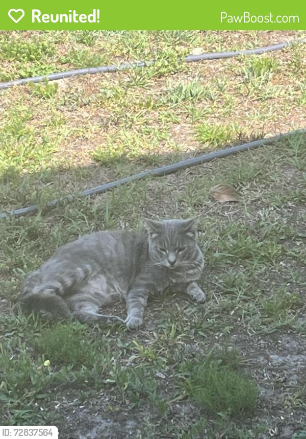Reunited Male Cat last seen SW 109th Street and SW 110th Avenue Dunnellon 34432, Marion County, FL 34432