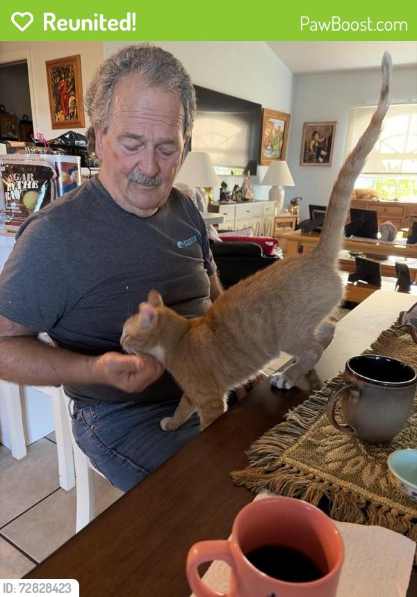 Reunited Male Cat last seen Skyline veterans , Cape Coral, FL 33914