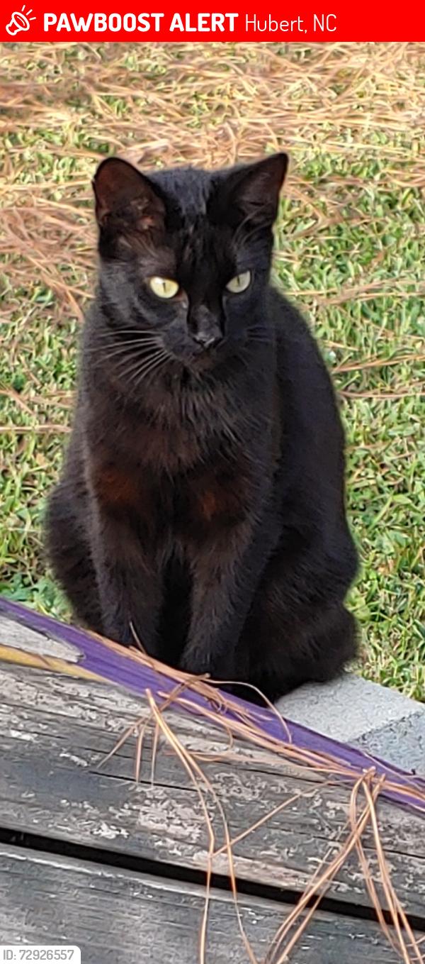Lost Female Cat last seen Kayos auto service area, Hubert, NC 28539