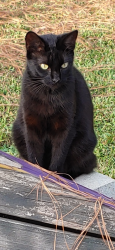 Lost Female Cat last seen Kayos auto service area, Hubert, NC 28539