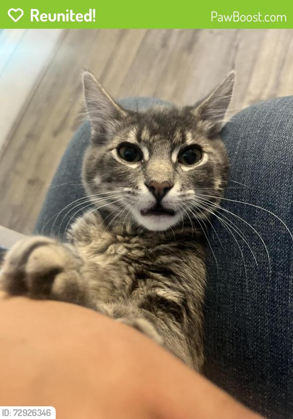 Reunited Female Cat last seen Near w palmyra ave, Orange, CA 92868
