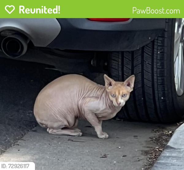 Reunited Unknown Cat last seen Near hses North of Calif st on west side 22nd, Santa Monica, CA 90403