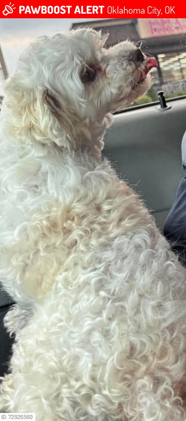 Lost Female Dog last seen Oklahoma , Oklahoma City, OK 73127