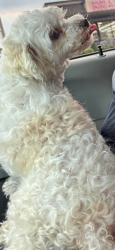 Lost Female Dog last seen Oklahoma , Oklahoma City, OK 73127
