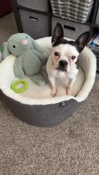 Reunited Female Dog last seen Tower Pond Park , Albuquerque, NM 87121