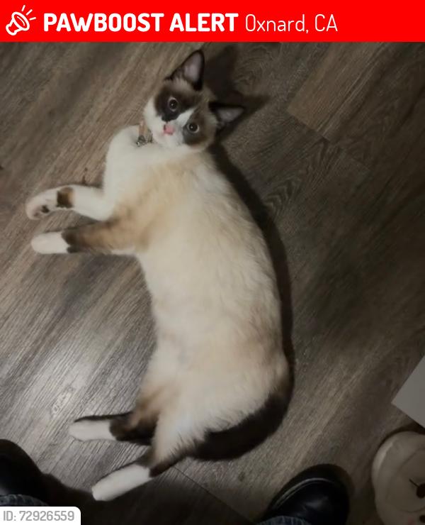 Lost Female Cat last seen Ash St & Saviers Rd , Oxnard, CA 93033