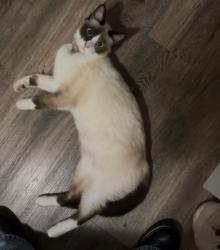 Lost Female Cat last seen Ash St & Saviers Rd , Oxnard, CA 93033