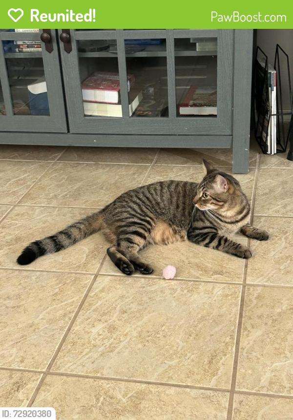 Reunited Male Cat last seen Home, Houston, TX 77095