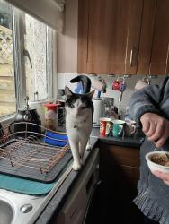 Reunited Male Cat last seen Near Bitholmes gate wharncliffe side sheffield, Wharncliffe Side, England S35 0EF