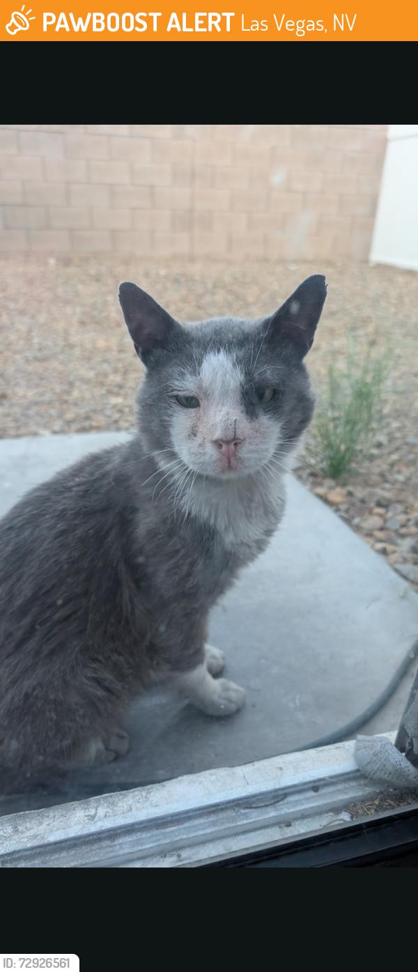 Found/Stray Male Cat last seen Tom noon, Las Vegas, NV 89178