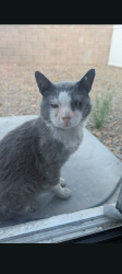 Found/Stray Male Cat last seen Tom noon, Las Vegas, NV 89178
