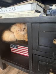 Lost Male Cat last seen Palmyra and Batavia , Orange, CA 92866