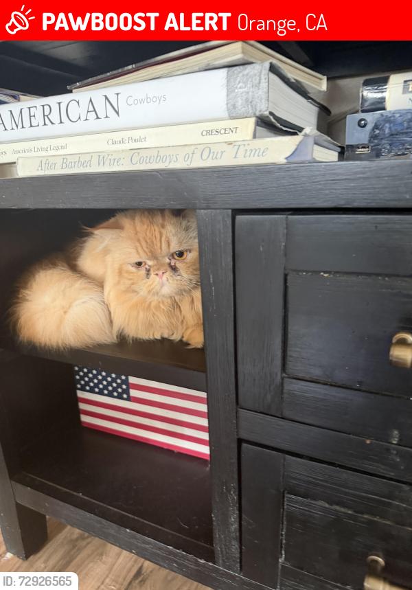 Lost Male Cat last seen Palmyra and Batavia , Orange, CA 92866