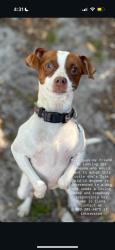 Found/Stray Female Dog last seen Pine hills, Pine Hills, FL 32808