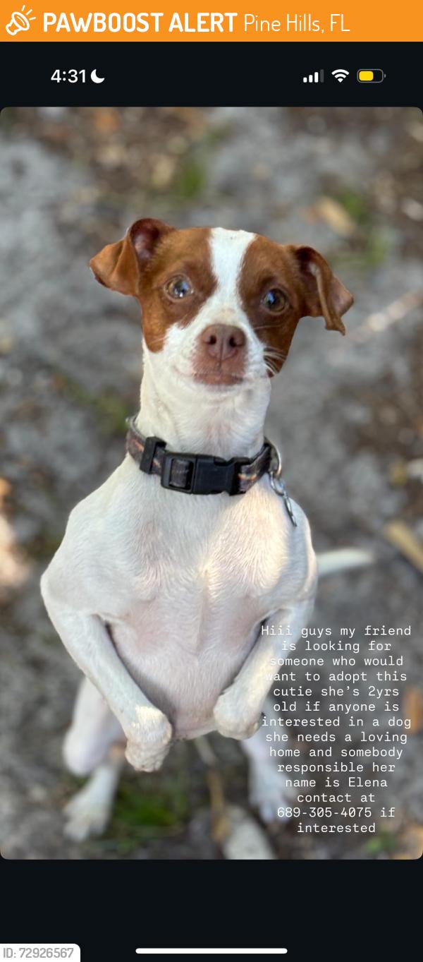 Found/Stray Female Dog last seen Pine hills, Pine Hills, FL 32808