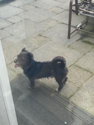 Found/Stray Male Dog last seen barren road and arbor cir, media, 19063, Media, PA 19063