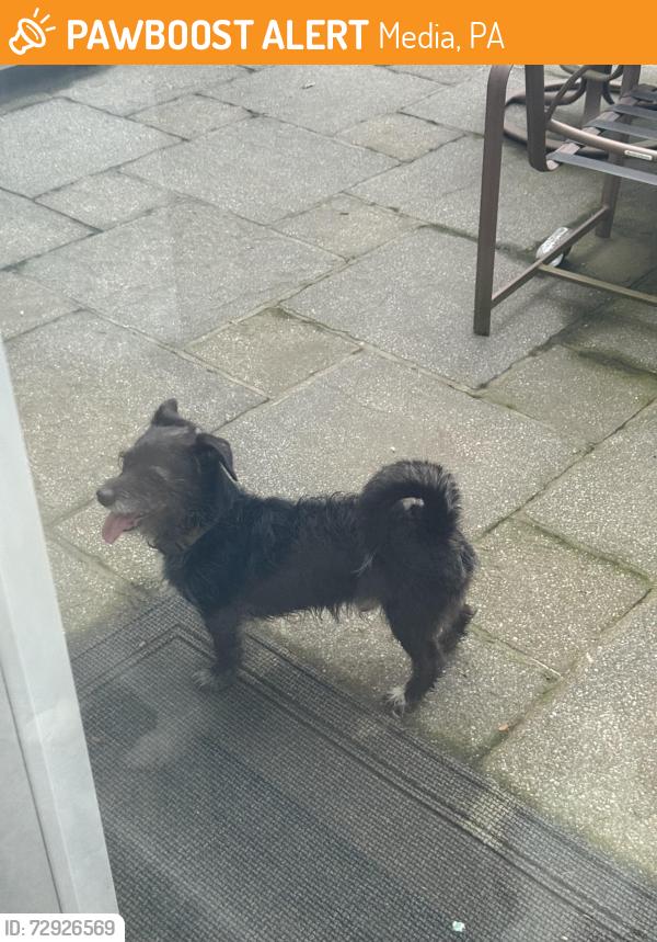 Found/Stray Male Dog last seen barren road and arbor cir, media, 19063, Media, PA 19063
