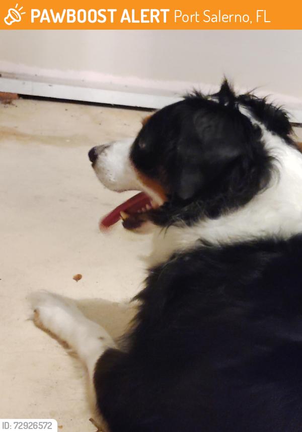 Found/Stray Male Dog last seen Manatee Creek , Port Salerno, FL 34997