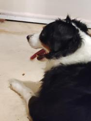 Found/Stray Male Dog last seen Manatee Creek , Port Salerno, FL 34997