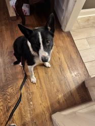 Found/Stray Male Dog last seen South shades crest, Shelby County, AL 35080