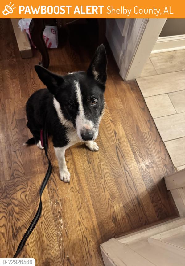 Found/Stray Male Dog last seen South shades crest, Shelby County, AL 35080
