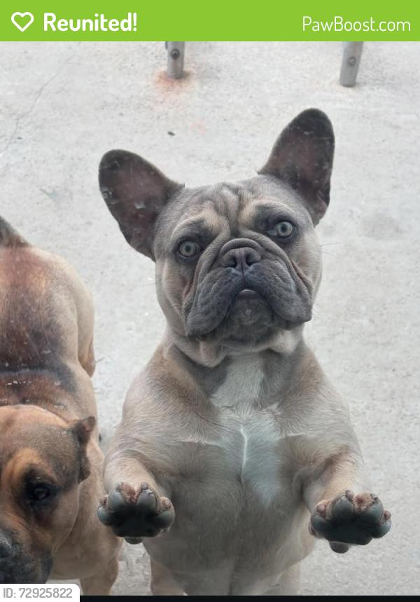 Reunited Male Dog last seen Central Ave and Helmick st, Carson, CA 90746