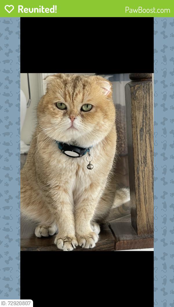 Reunited Male Cat last seen Clatterbuck Loop Gainesville , Gainesville, VA 20155