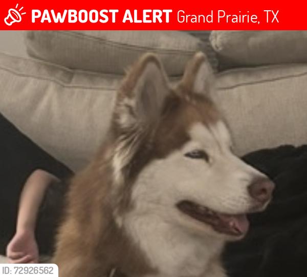 Lost Female Dog last seen Lake Ridge Parkway close to QT, Grand Prairie, TX 75052
