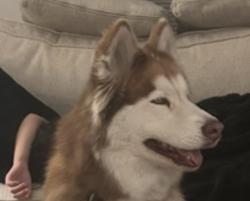 Lost Female Dog last seen Lake Ridge Parkway close to QT, Grand Prairie, TX 75052