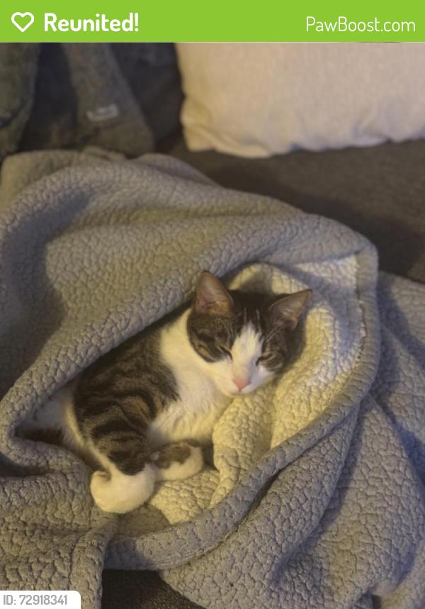 Reunited Male Cat last seen 127th st, Lemont, IL 60439