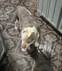 Reunited Female Dog last seen 12th and Candelaria, Albuquerque, NM 87107