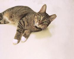 Lost Female Cat last seen NW 6th Av & NW 3rd Ter, Fort Lauderdale, FL 33311