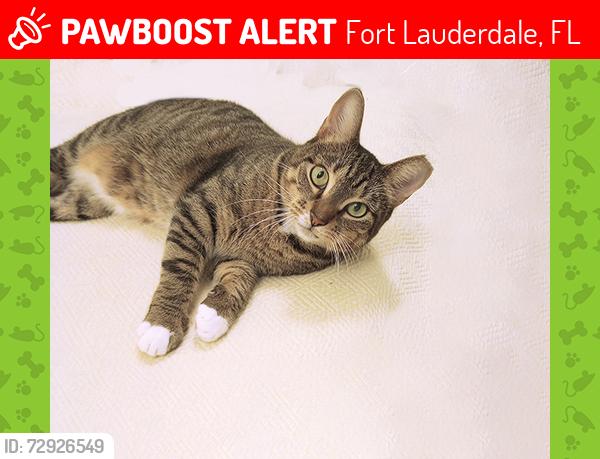 Lost Female Cat last seen NW 6th Av & NW 3rd Ter, Fort Lauderdale, FL 33311