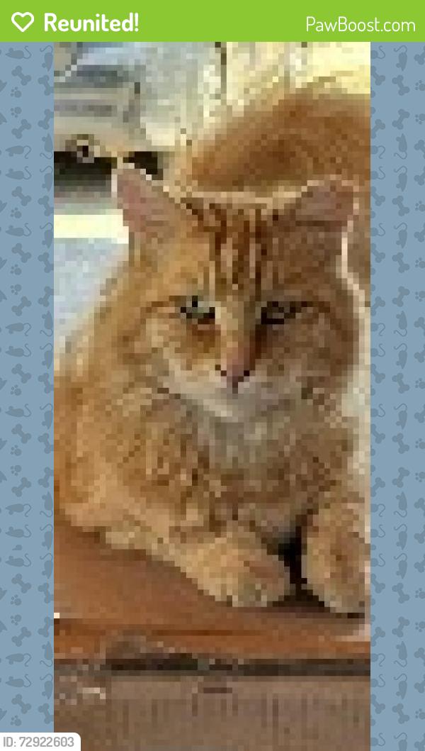 Reunited Male Cat last seen 2nd st. & Elm st., Toppenish, WA 98948