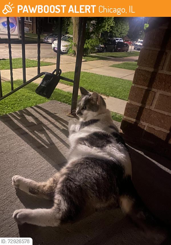 Found/Stray Unknown Cat last seen Belmont & Narragansett ave, Chicago, IL 60634
