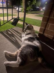 Found/Stray Unknown Cat last seen Belmont & Narragansett ave, Chicago, IL 60634