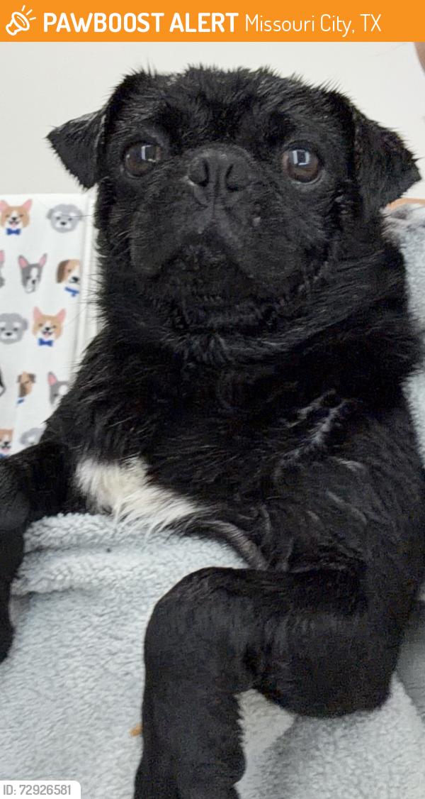 Found/Stray Male Dog last seen Chimney rock , Missouri City, TX 77489