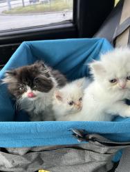 Reunited Female Cat last seen Lakeshore blvd and east 151, Cleveland, OH 44110