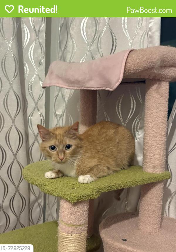 Reunited Female Cat last seen E park row, Arlington, TX 76010