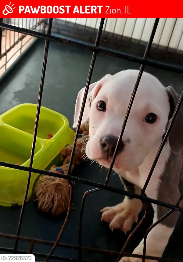 Lost Male Dog last seen Salem meat and grocery, Zion, IL 60099