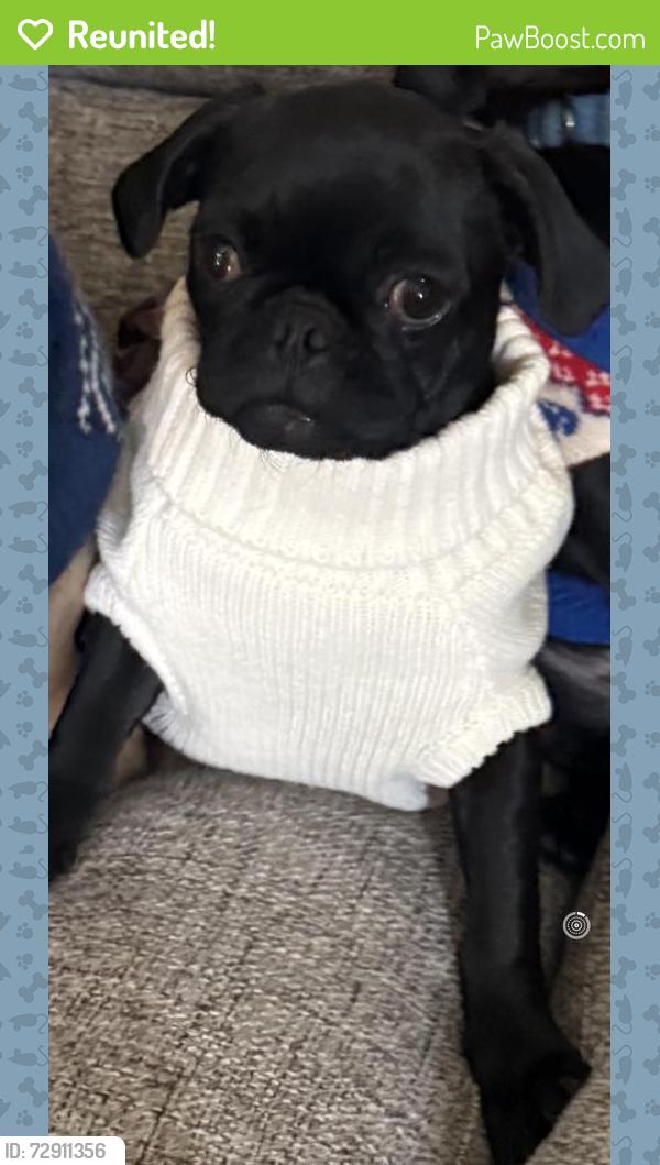 Reunited Female Dog last seen Foothill and carneilian, Rancho Cucamonga, CA 91730