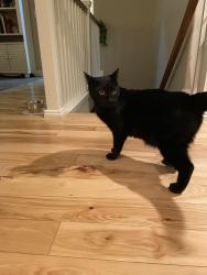 Reunited Unknown Cat last seen 66th Ave Ct at W 32nd St, St Michael's Square in Greeley CO, Greeley, CO 80634