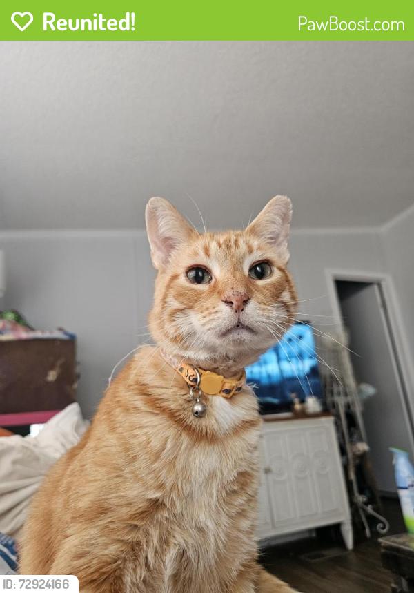 Reunited Male Cat last seen Riverside Crossing MHP, Montrose, MI 48457