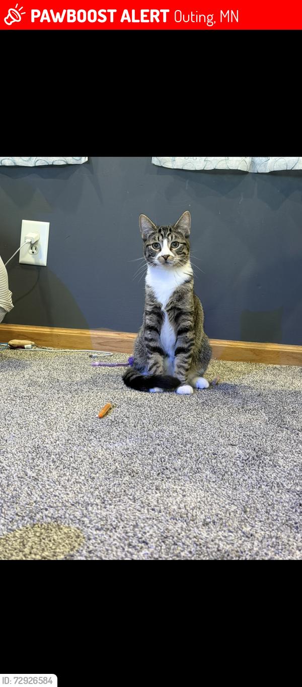 Lost Male Cat last seen Outing mn, Outing, MN 56662