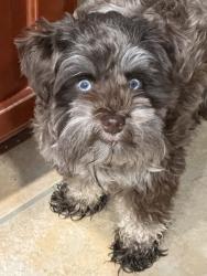 Reunited Female Dog last seen Sunlight Lane, Pearland, TX 77584