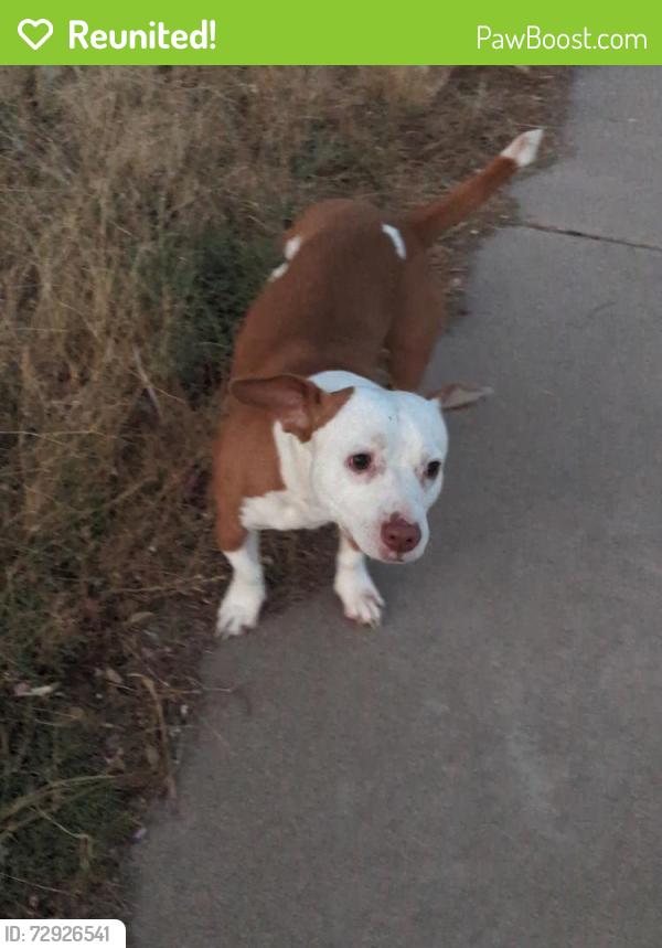 Reunited Male Dog last seen Near 64th and main Street Mesa AZ , Mesa, AZ 85208